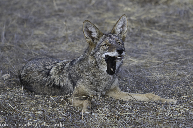 coyote